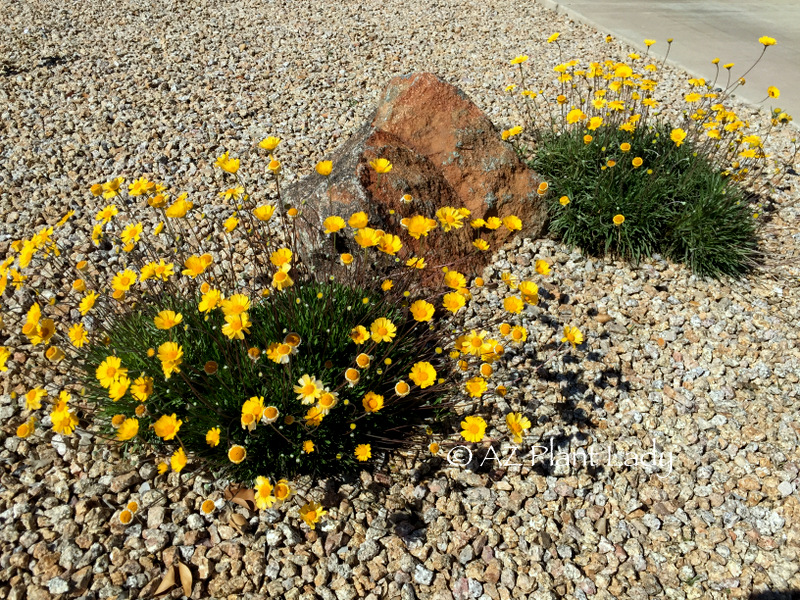 7 native plants for winter flowers in Tucson