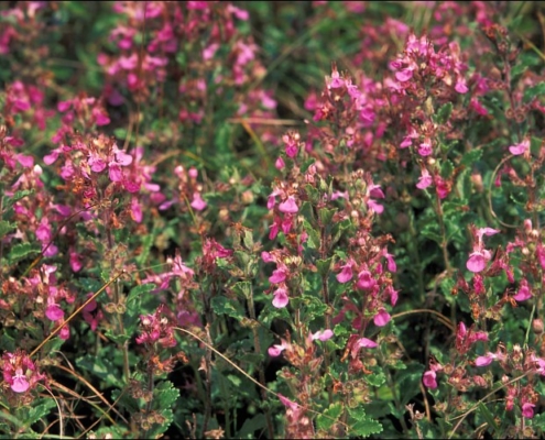 Germander (Teucrium chamaedrys)