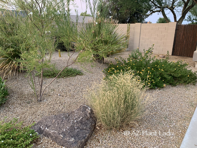 Lessons From a Heat-Stressed Desert Garden | azplantlady.com