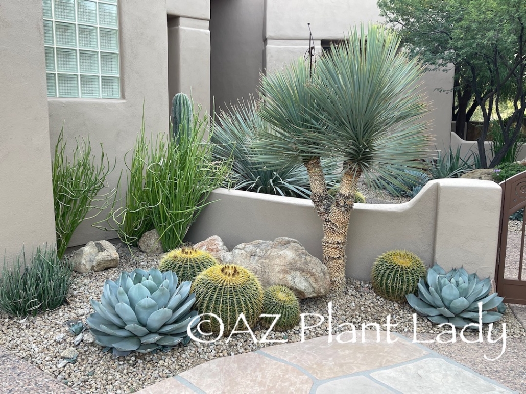 https://www.azplantlady.com/wp-content/uploads/2022/08/cacti_succulents_garden_desert-1030x773.jpeg