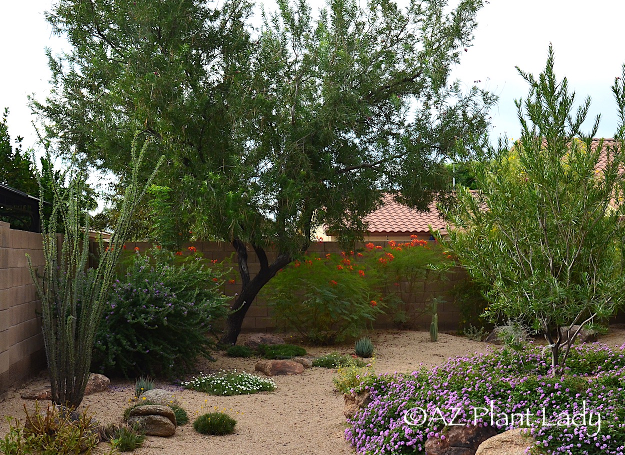 Planting Ahead: Benefits of Smart Gardening and Desert Landscaping ...