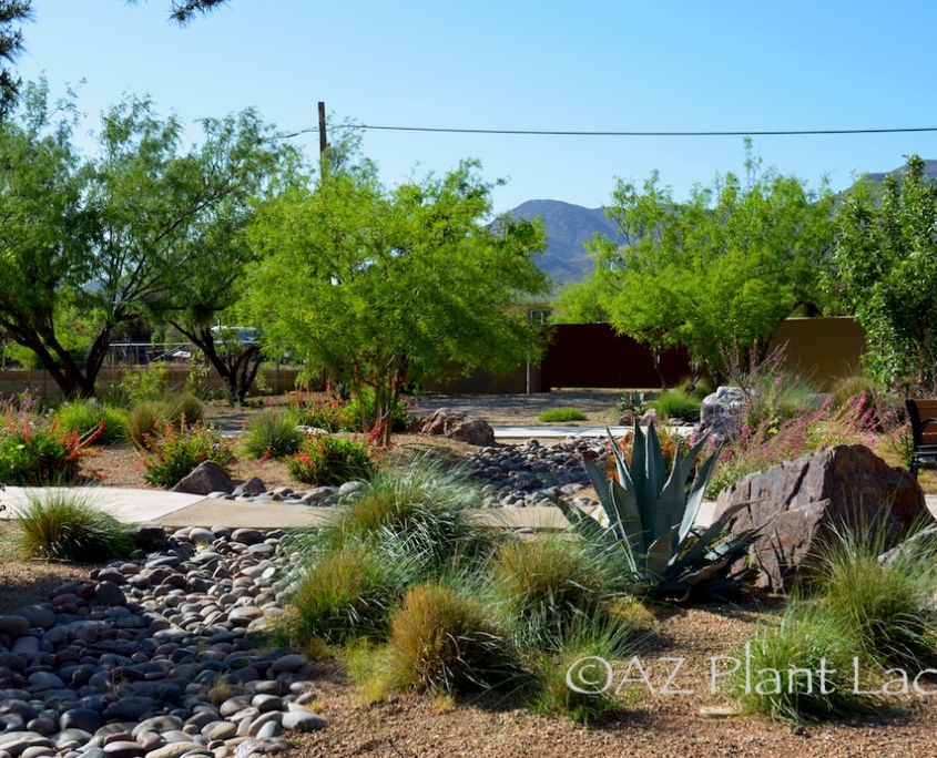 Home | Gardening in the desert