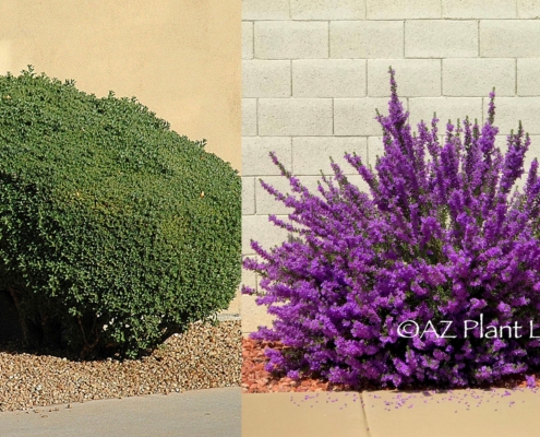 Side-by-side photo of sheared shrub next to one with natural shape and flowers