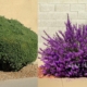 Side-by-side photo of sheared shrub next to one with natural shape and flowers