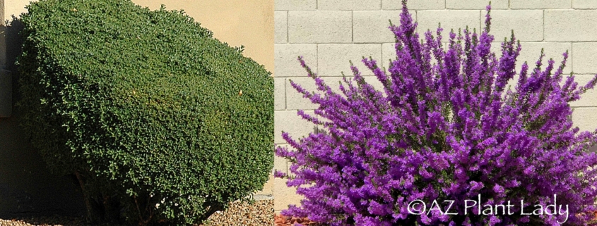 Side-by-side photo of sheared shrub next to one with natural shape and flowers